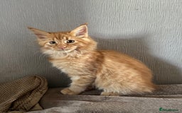Maine Coon cats for sale: Ready now Maine Coon large Boys GCCF - Image 23