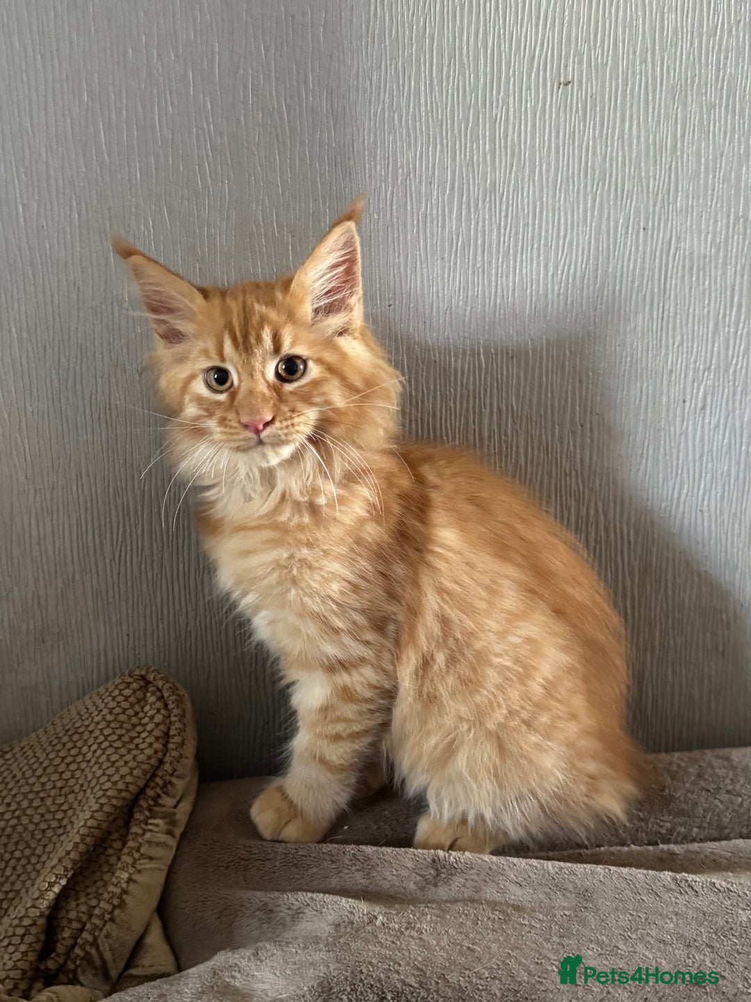 Maine Coon cats for sale: Ready now Maine Coon large Boys GCCF - Image 23