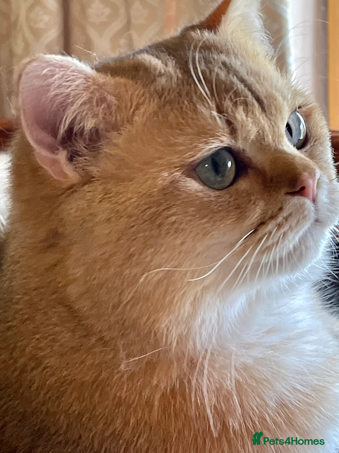 British Shorthair cats for sale: Young Neutered Pedigree Adults - Advert 2