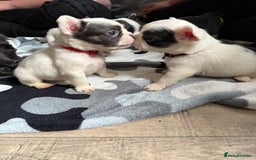 French Bulldog dogs for sale: Fluffy French Bulldogs - Image 12