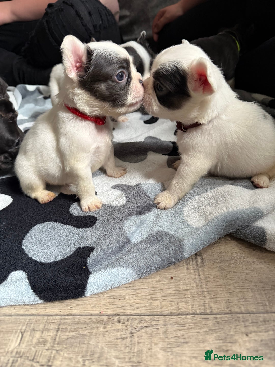 French Bulldog dogs for sale: Fluffy French Bulldogs - Image 12