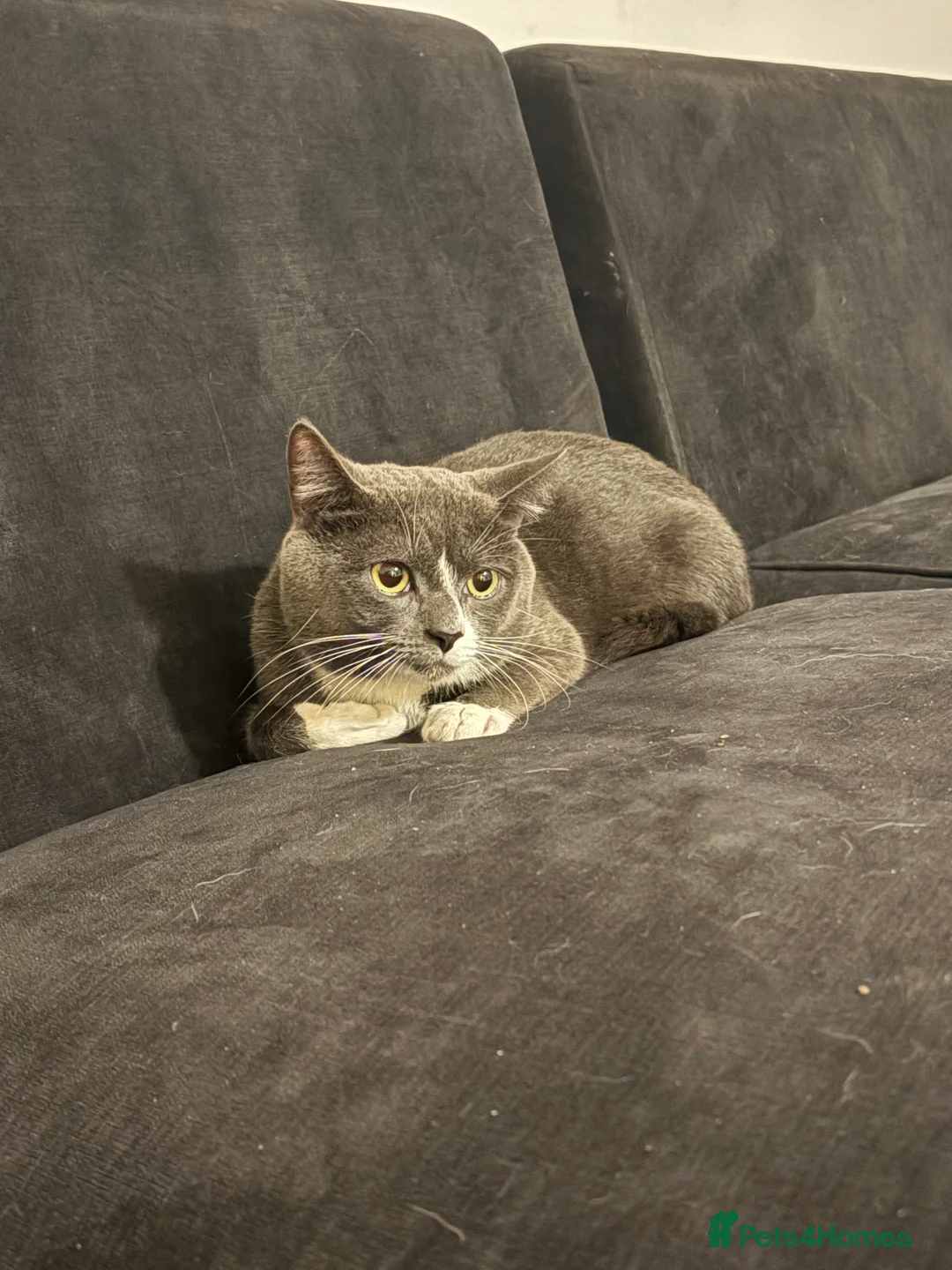 Mixed Breed cats for sale: Grey male cat - Advert 2