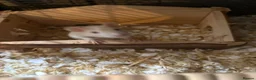 Rat rodents for sale: Two female rats and complete set up  in Leicester - Advert 4