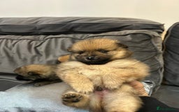 Pomeranian dogs for sale: **** ** ** POMERANIAN PUPPIES **** - Image 12