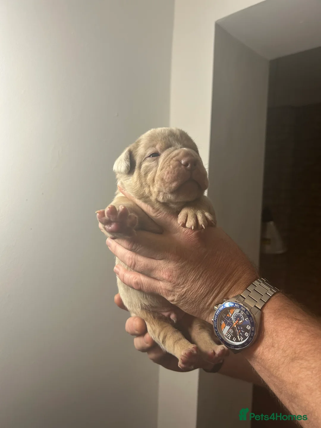 Olde English Bulldogge dogs for sale: 🔥Olde English bulldog puppies 🔥 - Advert 16