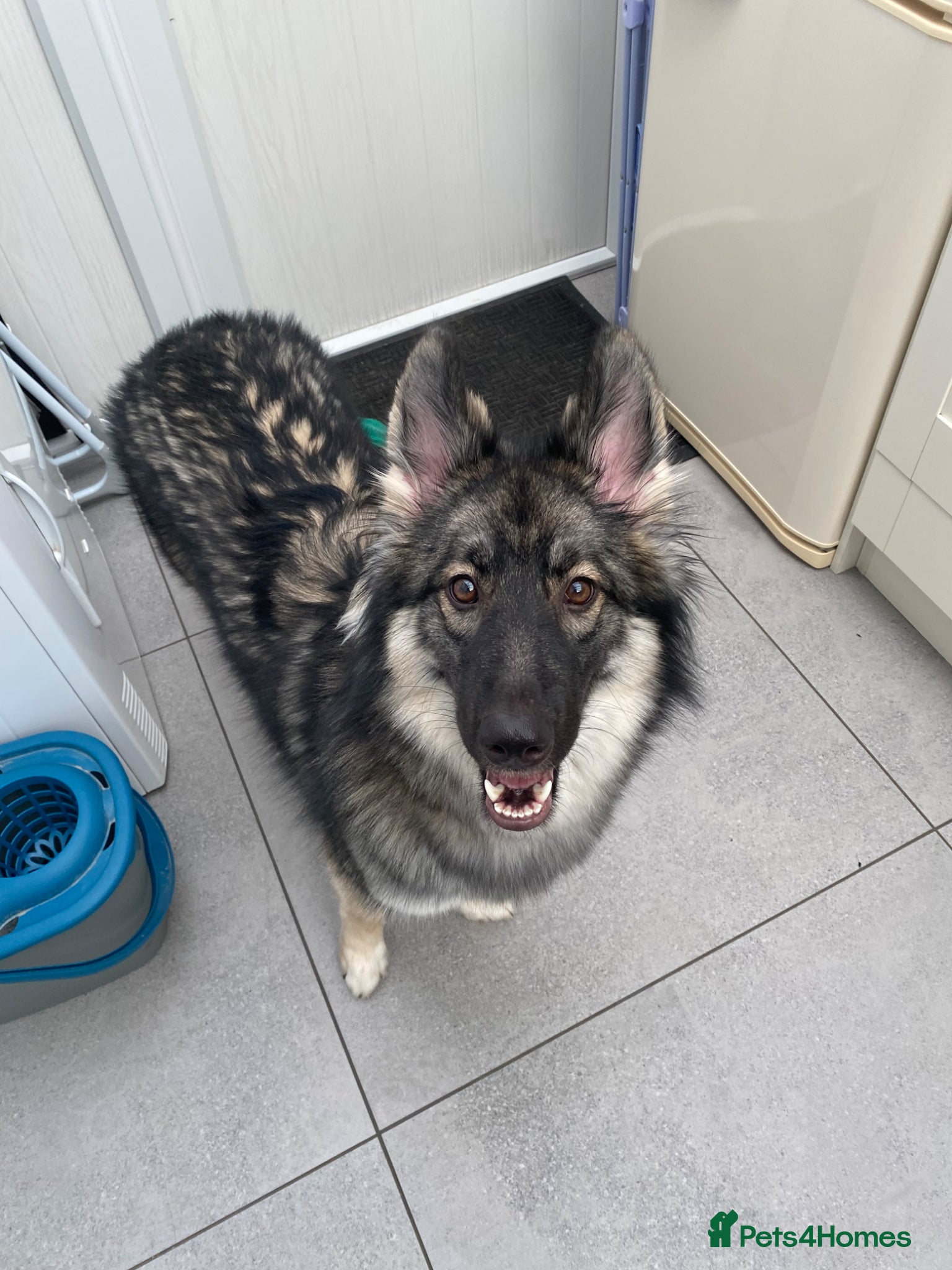 Shepsky dogs One year old beautiful Shepsky - Advert 1