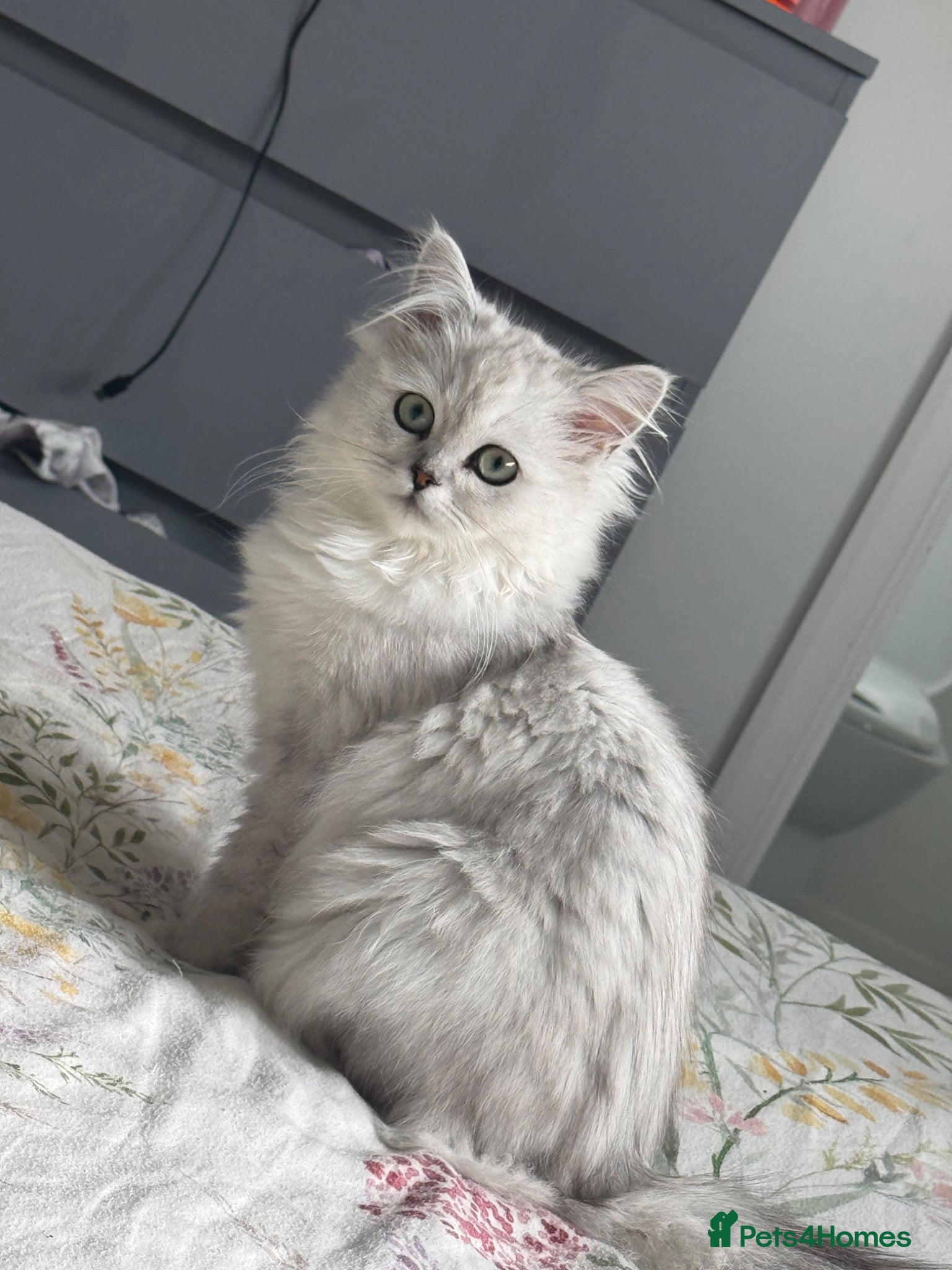 Persian cats I have two kittens  - Advert 14