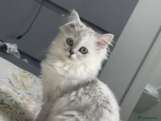 Persian cats I have two kittens - Advert 14