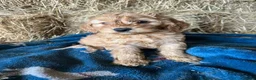 Cockapoo dogs for sale: Beautiful cockapoo puppies - Advert 14