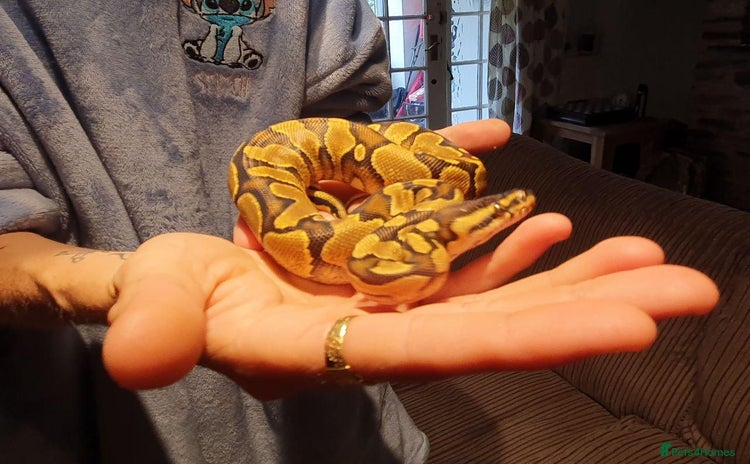 Python Snake reptiles - Advert 1