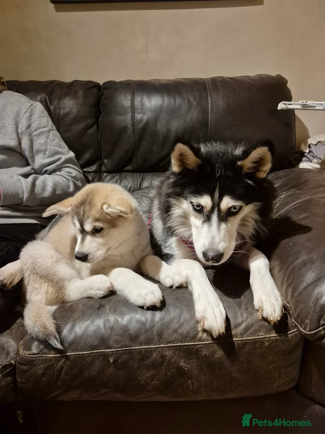 Alaskan Malamute dogs for sale: Alaskan Malamute x Siberian Husky Fluffy Puppy - Advert 9