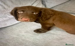 Cocker Spaniel dogs for stud: Stud for free Cocker Spaniel PLEASE READ AD - Image 4