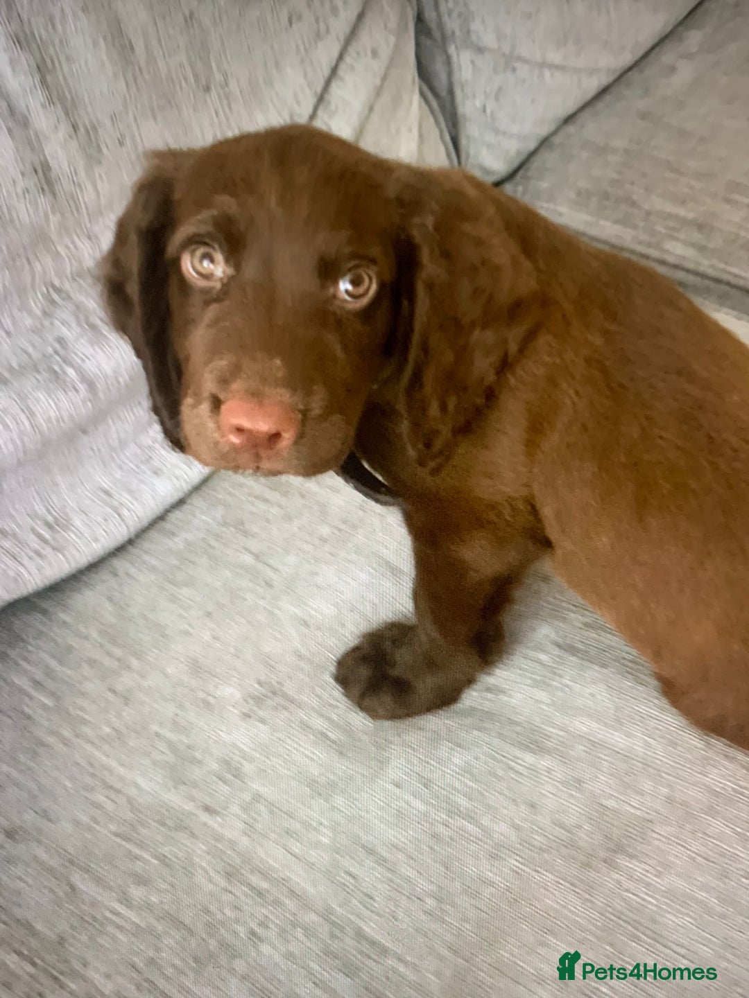 Cocker Spaniel dogs for stud: Stud for free Cocker Spaniel PLEASE READ AD - Image 4