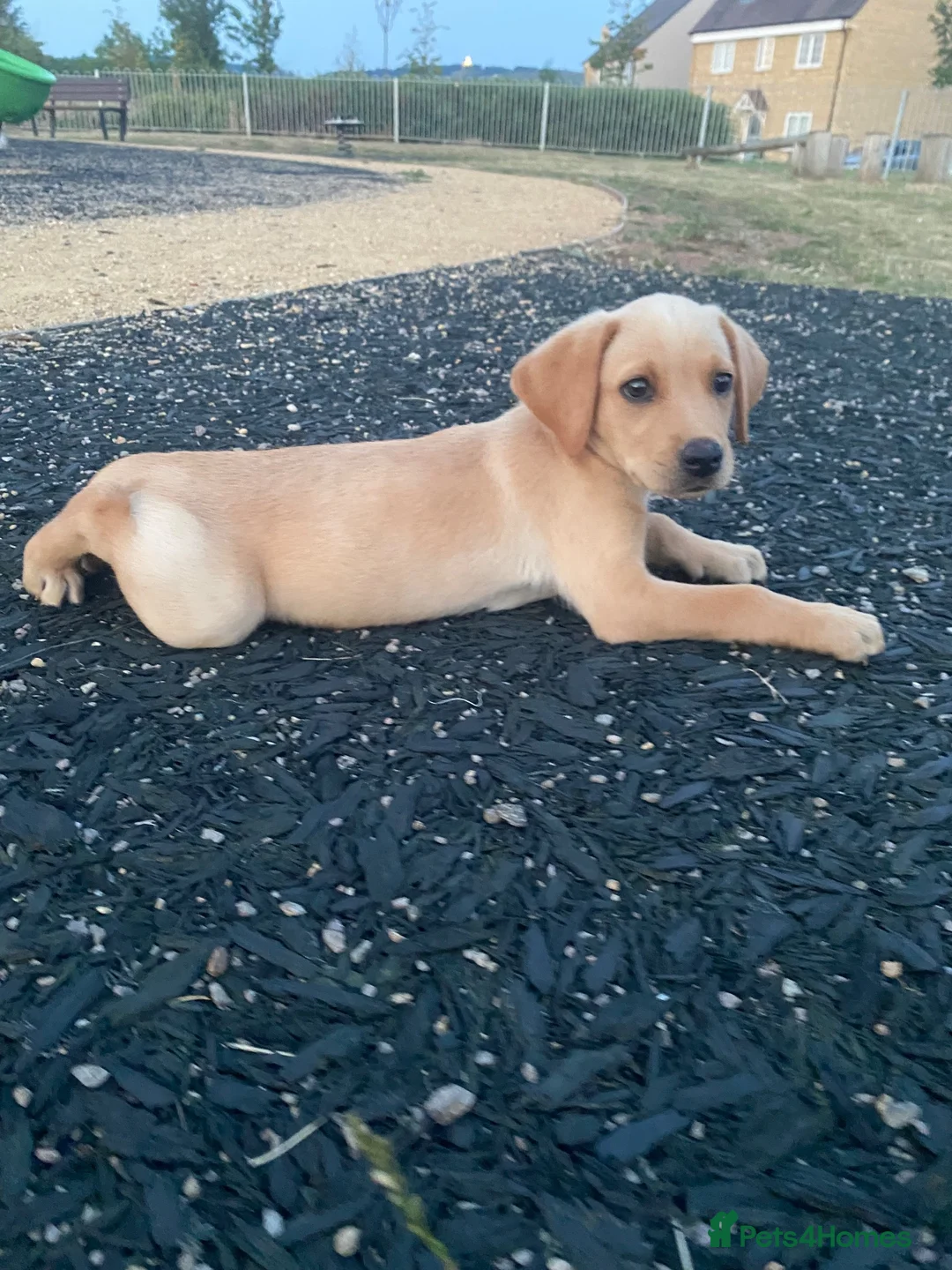 Labrador Retriever dogs for sale: Beautiful Yellow Labrador Retriever Puppy - Advert 7
