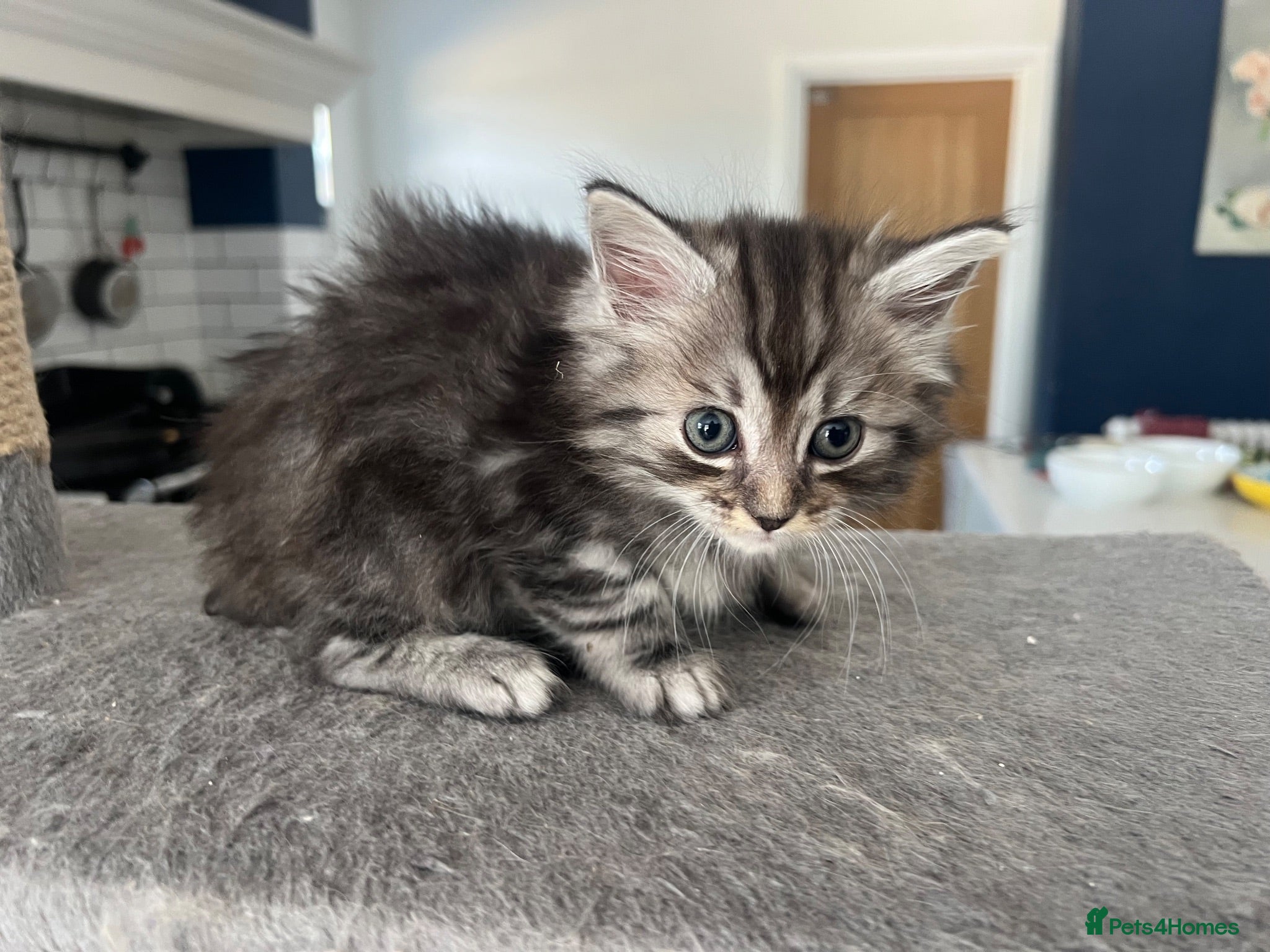 Ragcoon cats 🐾 Beautiful Maine Coon x Ragdoll kittens  - Advert 1