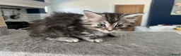 Ragcoon cats for sale: 🐾 Beautiful Maine Coon x Ragdoll kittens  - Advert 1