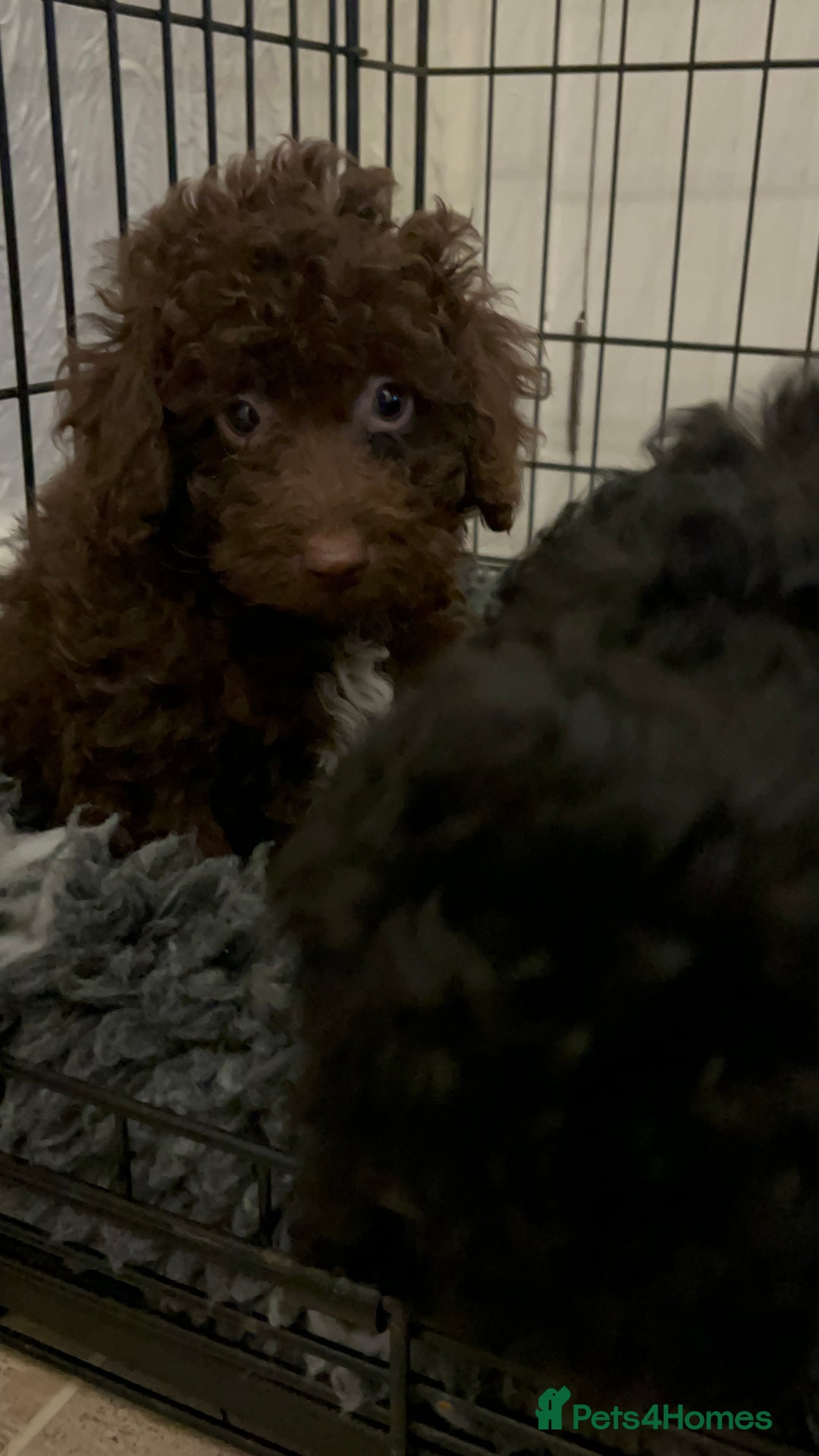 Miniature Poodle dogs for sale: Miniature poodle  - Advert 19