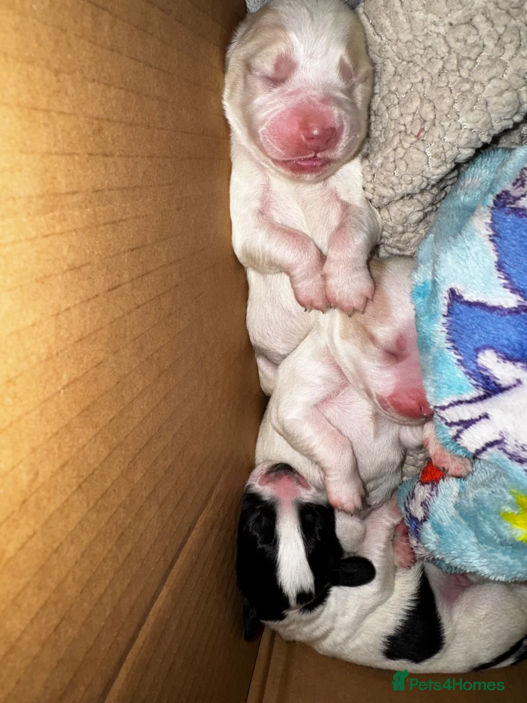 Cockapoo dogs for sale: 4 beautiful cockapoo puppies  - Advert 12