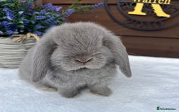 Mini Lop rabbits for sale: Stunning baby lilac Mini lop Buck - Image 4