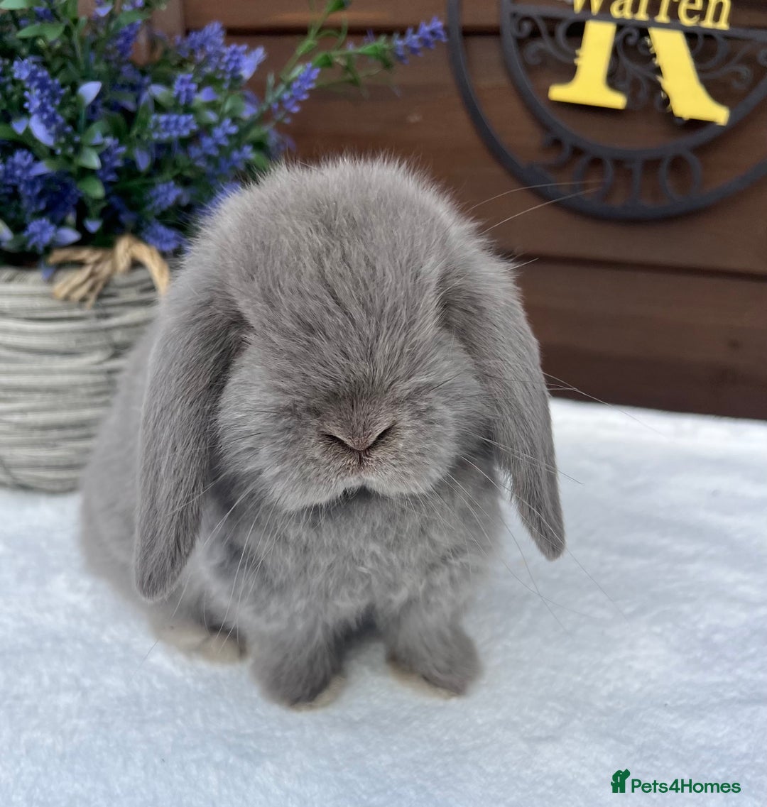 Mini Lop rabbits for sale: Stunning baby lilac Mini lop Buck - Image 4