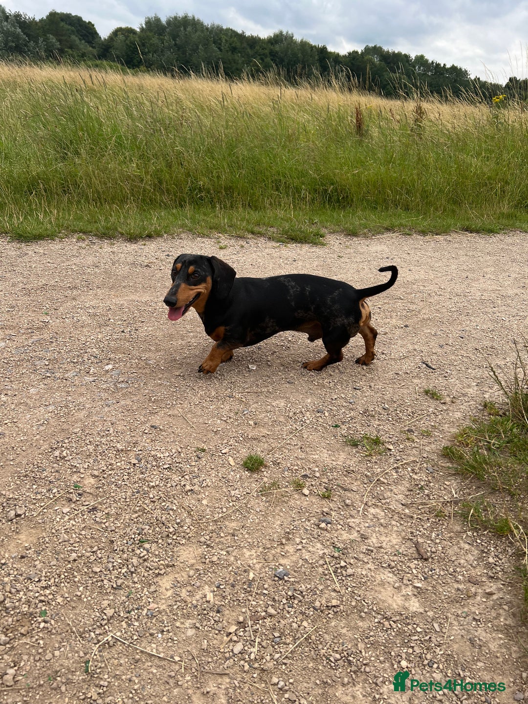Dachshund dogs for stud: Dapple Dachshund STUD 3 years old - Advert 5