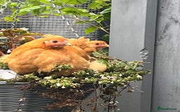 Chickens poultry for sale: 💕Bantam Pekins for sale 2025 birds 💕 - Image 3