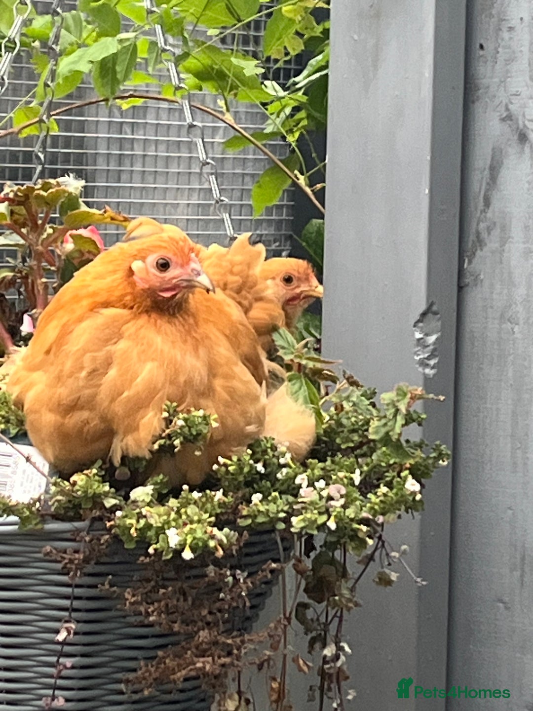 Chickens poultry for sale: 💕Bantam Pekins for sale 2025 birds 💕 - Image 3