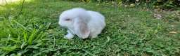 Mini Lop rabbits for sale: Incredibly friendly Mini Lop babies for sale in Towcester - Advert 5