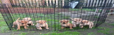 Labrador Retriever 1