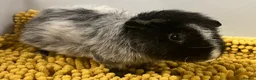 Guinea Pig rodents for sale: Teddy type boys/boars/males in Swindon - Advert 9