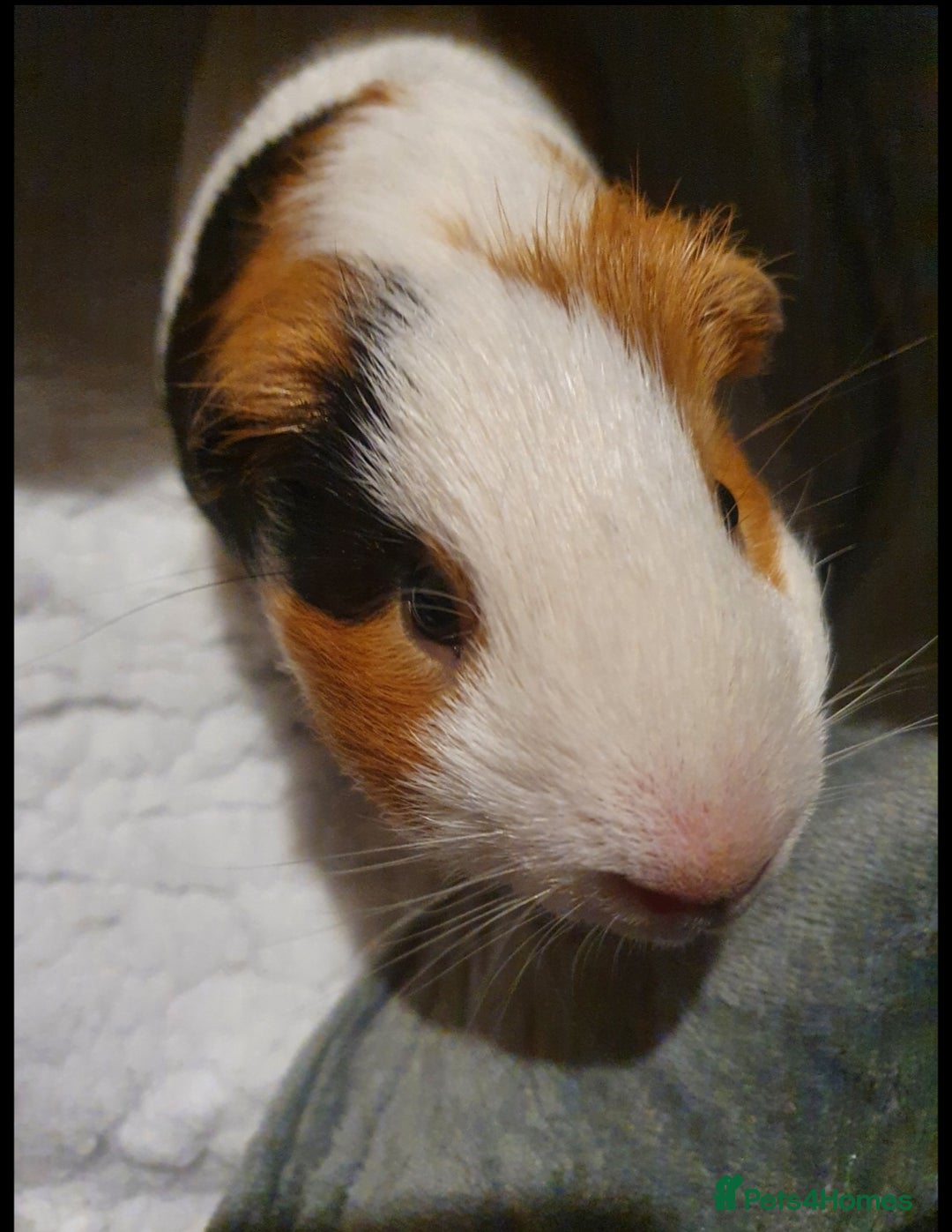 Guinea Pig rodents for sale: Lonely guinea pig boar  - Image 11