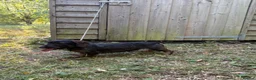 Miniature Dachshund dogs for sale: Wired haired Dachshund  - Advert 3