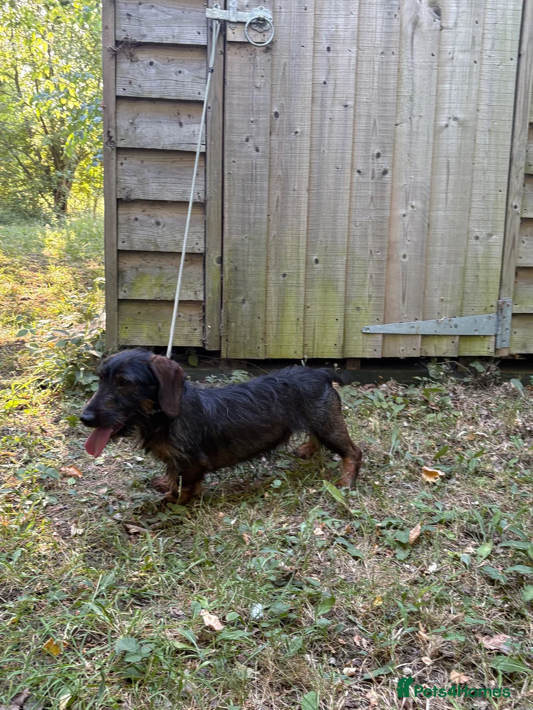 Miniature Dachshund dogs for sale: Wired haired Dachshund  - Advert 3