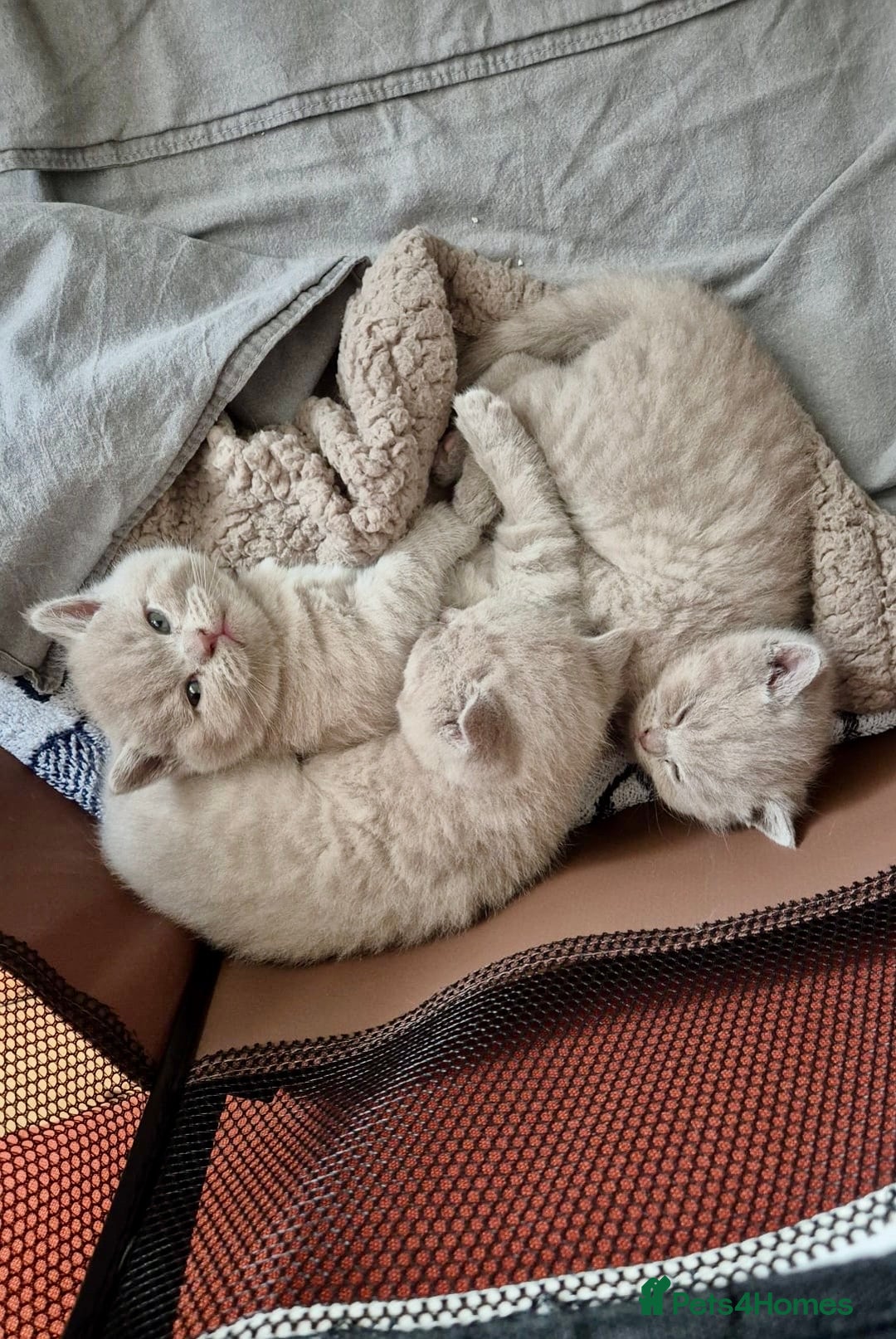 British Shorthair cats for sale: British shorthair kittens  - Image 6