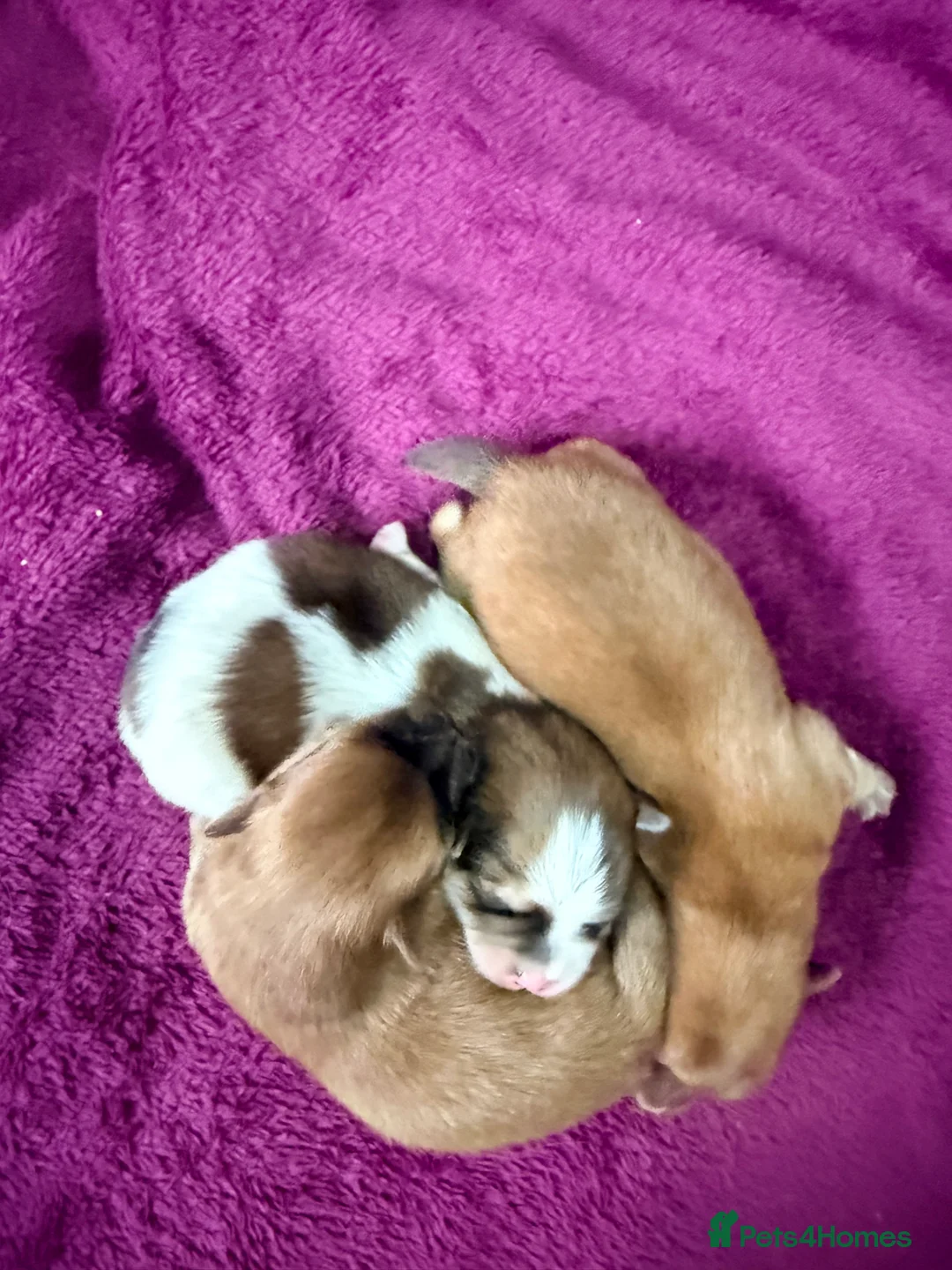 Mixed Breed dogs for sale: German spitz mix with pomchi  - Advert 6