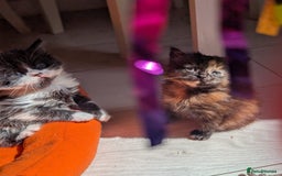 Mixed Breed cats for sale: Kittens  - Image 4