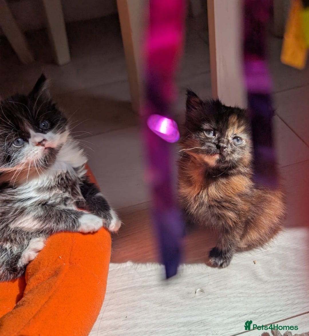 Mixed Breed cats for sale: Kittens  - Image 4