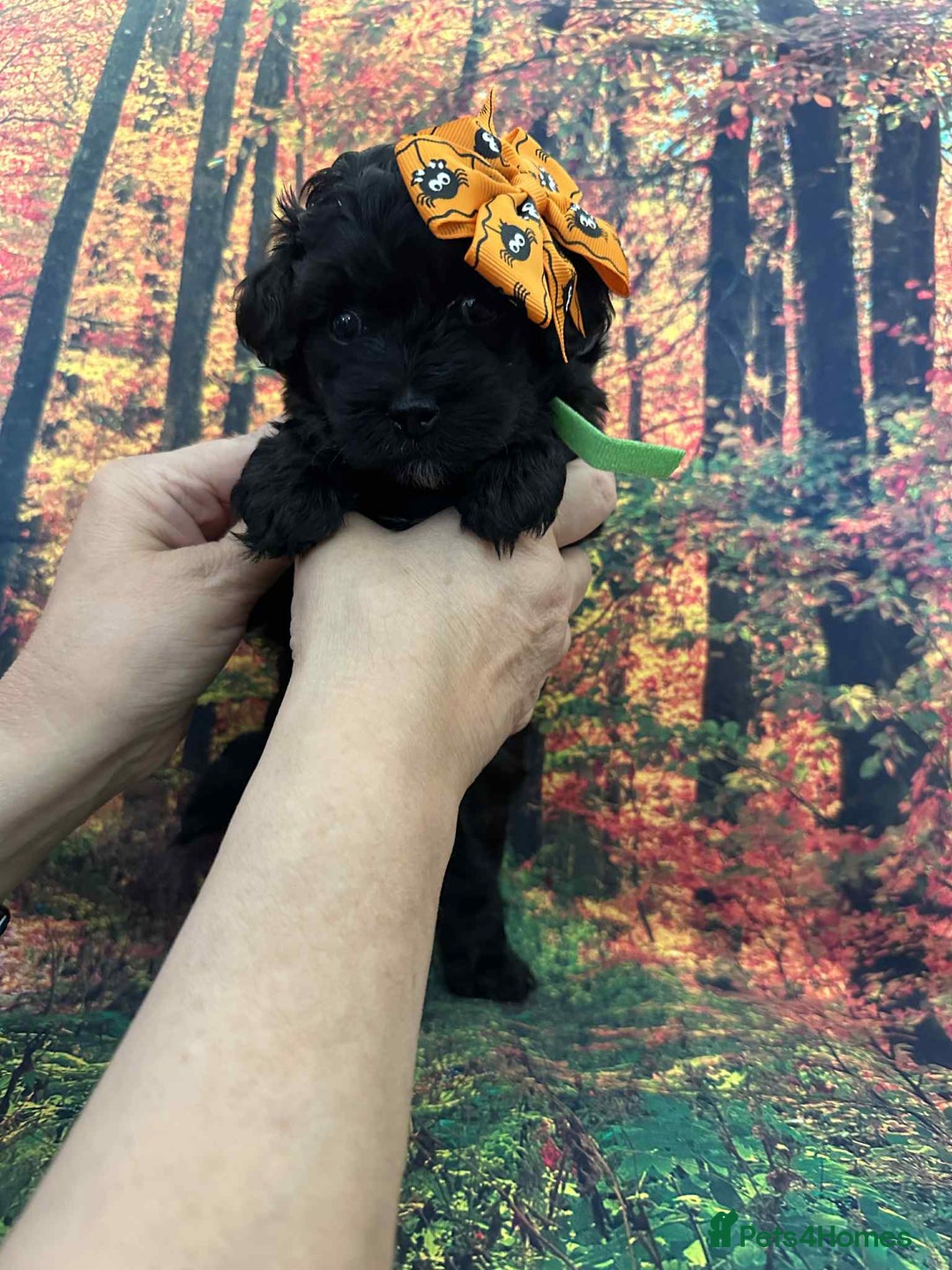 Maltipoo dogs for sale: Korean maltipoo puppies - Image 2