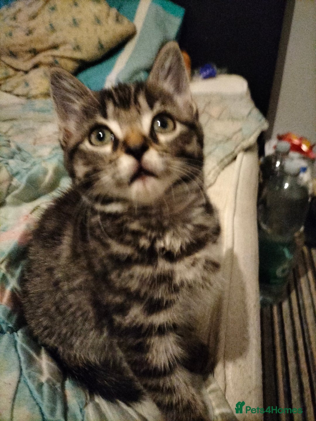Mixed Breed cats for sale: 3 Beautiful Tabby fluffy Kittens - Image 12