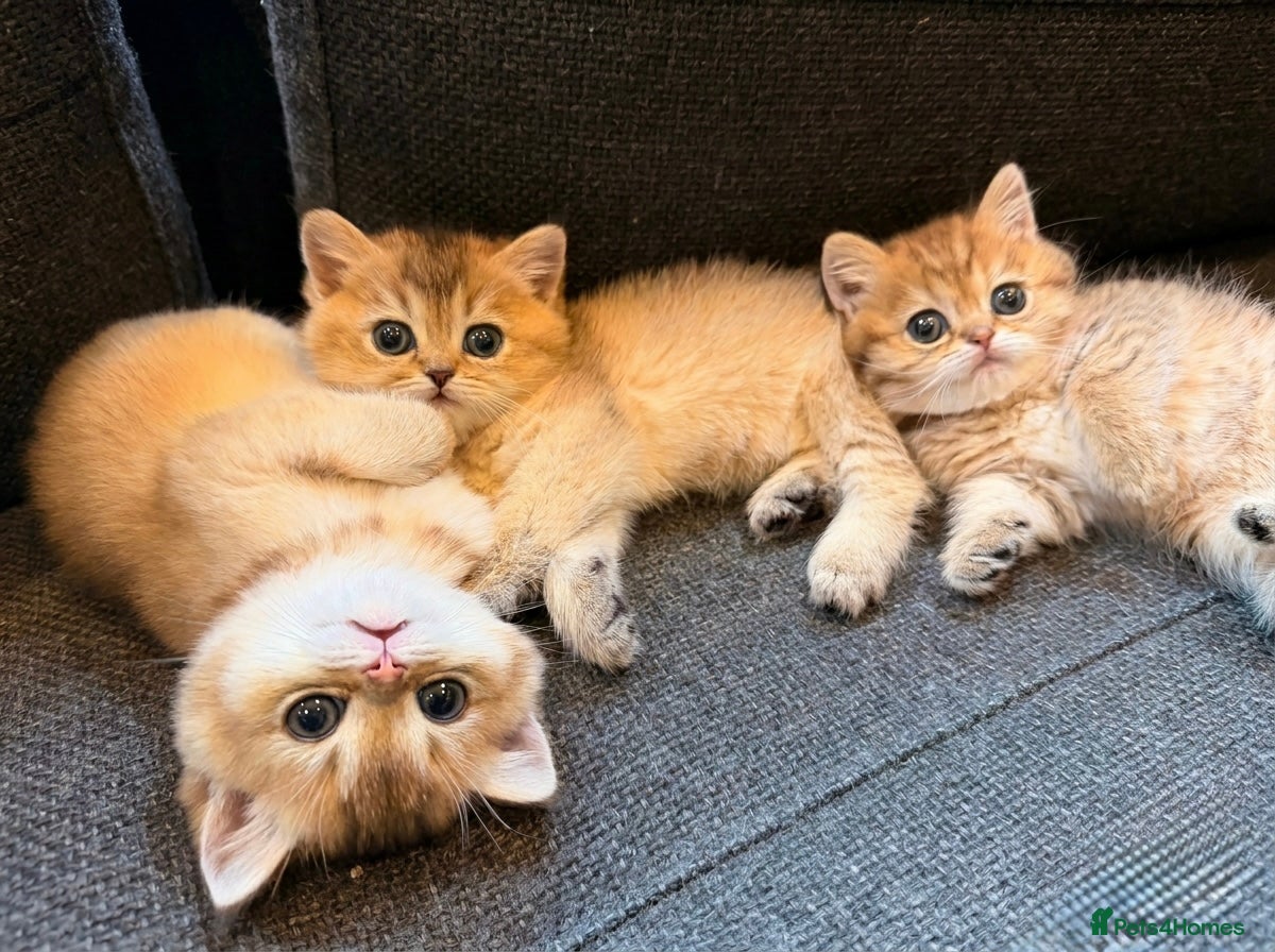British Shorthair cats British Shorthair Golden Chinchilla Kittens - Advert 4