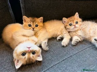 British Shorthair cats British Shorthair Golden Chinchilla Kittens - Advert 4