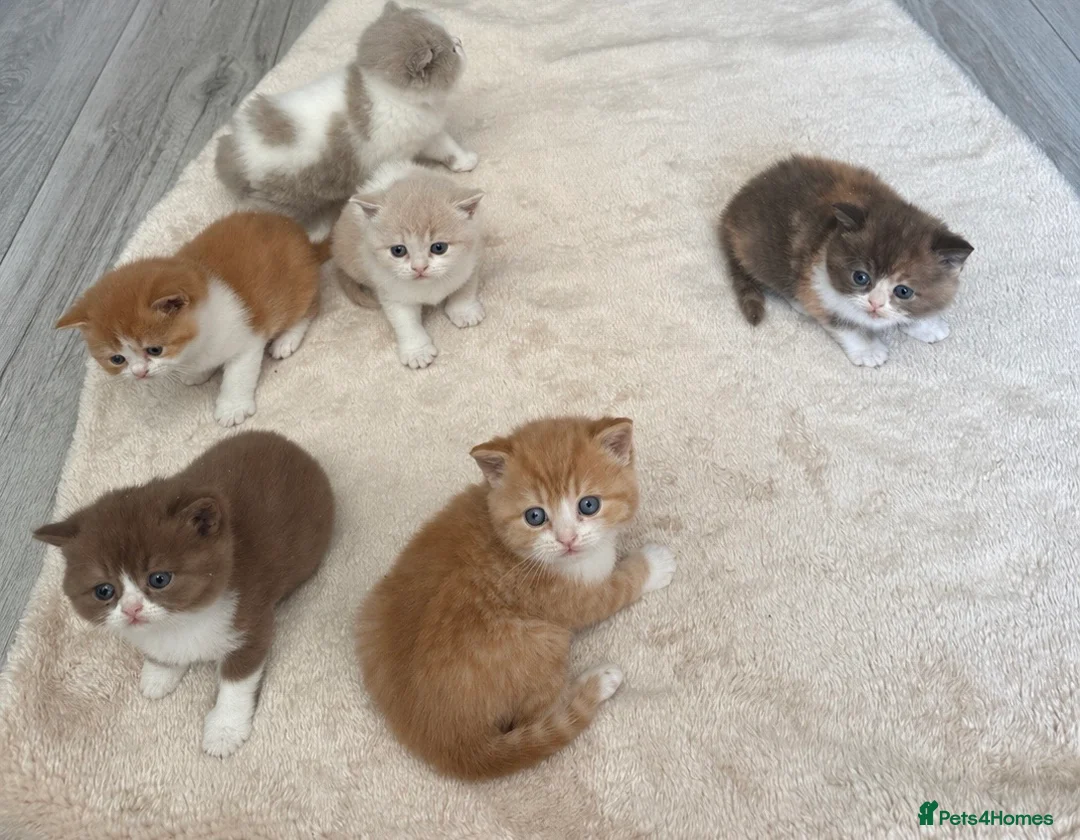 British Shorthair cats for sale: Pedigree British Shorthair TICA in Crewe - Advert 1