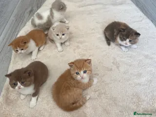 British Shorthair cats for sale: Pedigree British Shorthair TICA - Advert 1