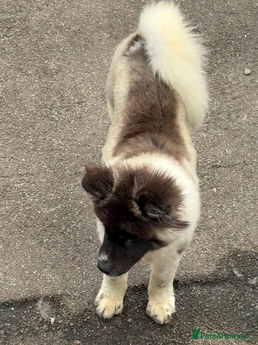 Akita dogs for sale: Big bear head Akita 1 year old  - Advert 5