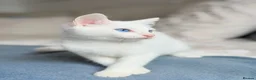 Turkish Angora cats for sale: 🐾 Unique Turkish Angora x Bengal Mix Kittens 🐾 - Advert 8