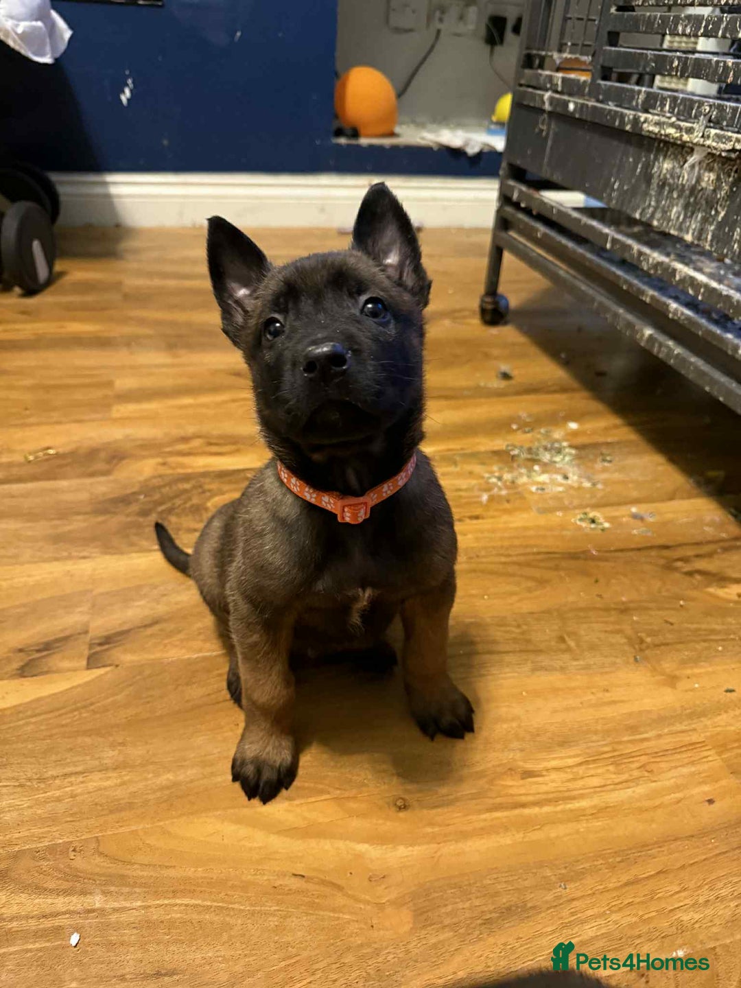 Belgian Shepherd Dog dogs for sale: belgian malinois - Advert 1