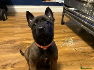 Belgian Shepherd Dog dogs 1 boy 1 girl left belgian malinois - Advert 5