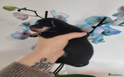 Chihuahua dogs for sale: 3 Male DWKC ** Chihuahuas  - Image 6