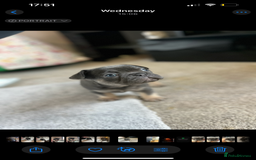 French Bulldog dogs for sale: Beautiful French bulldogs 🐶   - Image 20