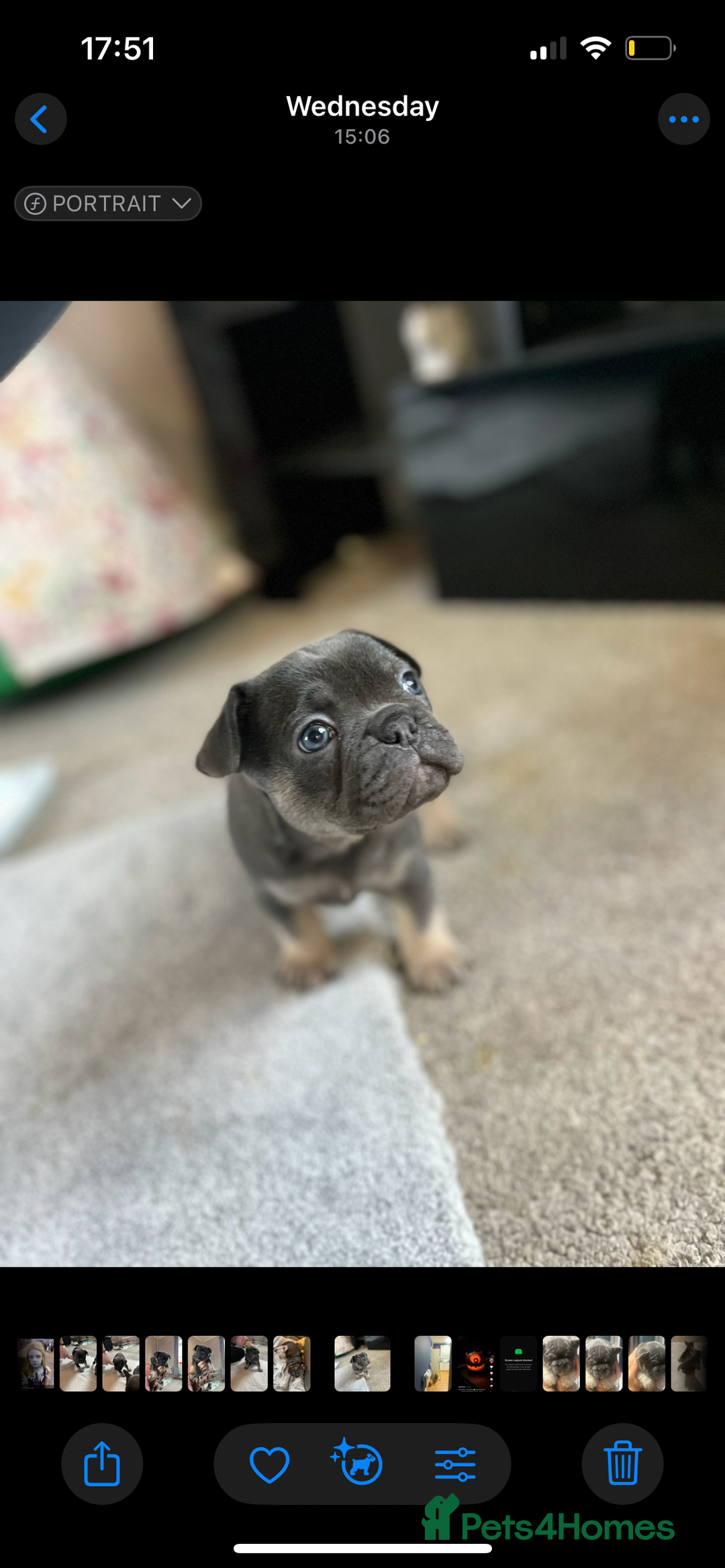 French Bulldog dogs for sale: Beautiful French bulldogs 🐶   - Image 20